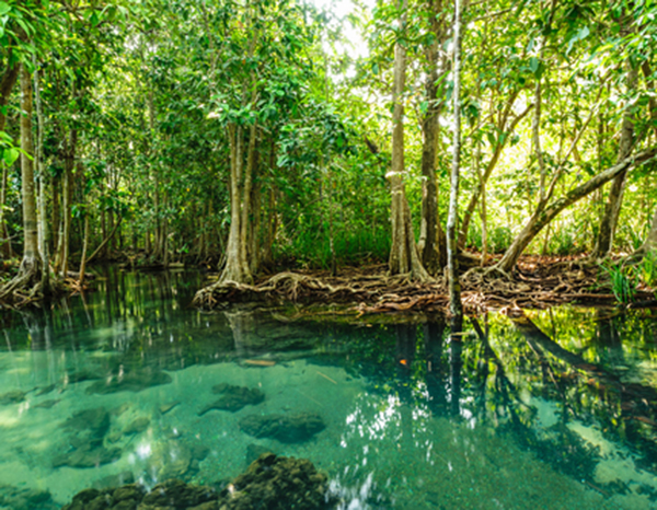 AENOR validará y verificará el Proyecto Blue Carbon